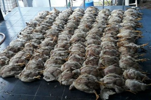 'Mỗi sáng thức dậy, tôi nhặt cả trăm con gà chết đem thiêu'