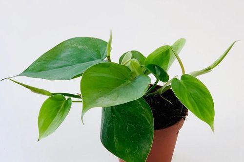 Sự thật đáng kinh ngạc về nguồn gốc các cây cảnh nổi tiếng (1)