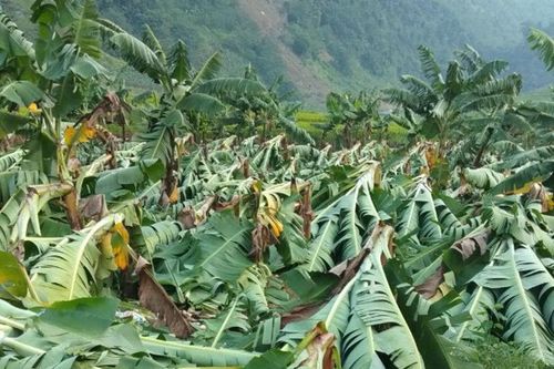 Mưa dông gây thiệt hại 3,7 tỷ đồng