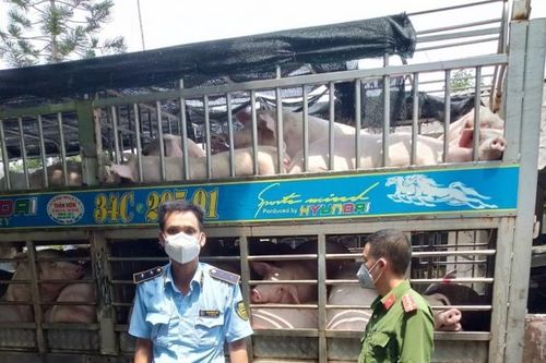 Bắc Giang: Phát hiện hàng loạt vận chuyển động vật trái phép, phạt 10,75 triệu đồng