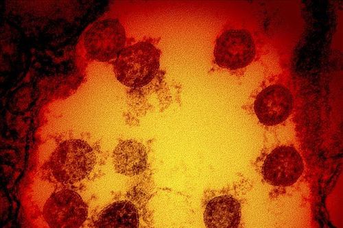 Các nhà khoa học của BRICS tiến hành giải trình tự gene của virus SARS-CoV-2
