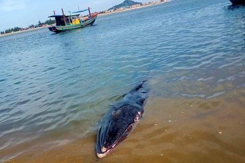 Xác cá voi dài 7m trôi dạt vào bờ biển Hà Tĩnh