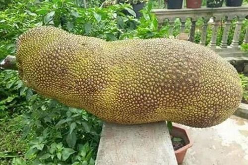 Hàng lạ ở Việt Nam: Mít dài cả mét, thanh long thơm mùi nhãn