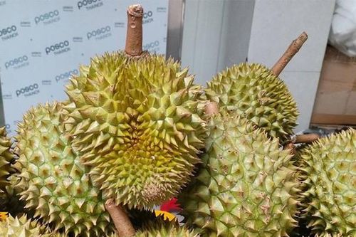 Sầu riêng Ri6 Việt Nam bán tại Úc 'giá sàn' 320.000 đồng/kg