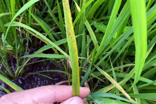 Mường Ảng: 133ha lúa mùa nhiễm sinh vật gây hại