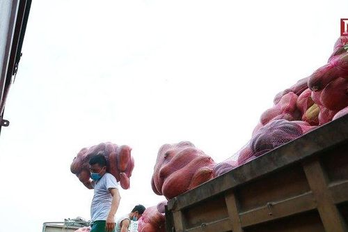 Vận chuyển gạo và nhu yếu phẩm hỗ trợ TP. HCM, Bình Dương chống dịch
