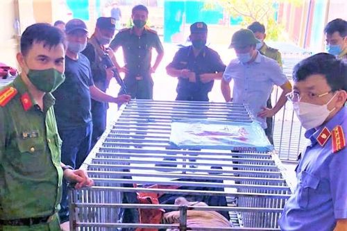 17 con hổ nuôi nhốt trái phép trong nhà dân: Khởi tố, bắt tạm giam bị can