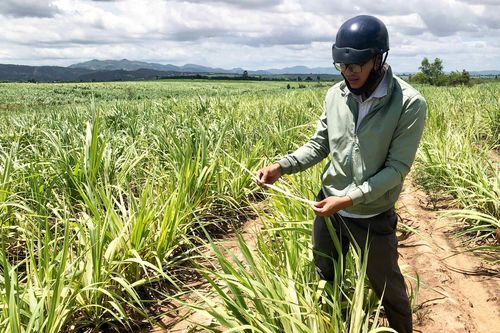 Gia Lai: Đẩy mạnh công tác phòng trừ sâu bệnh hại cây trồng