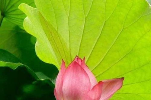 Chuyện kể về con muỗi thời nay