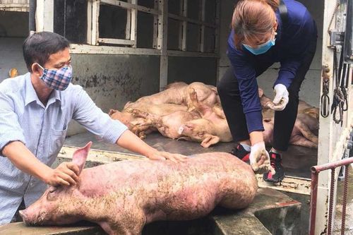 Phát hiện đối tượng chuyên thu gom lợn nhiễm dịch tả châu Phi để tiêu thụ