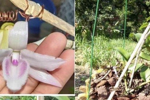 Số phận cây lan đột biến Hồng Hạ Vân được đồn thổi 46 tỷ đồng ở Điện Biên