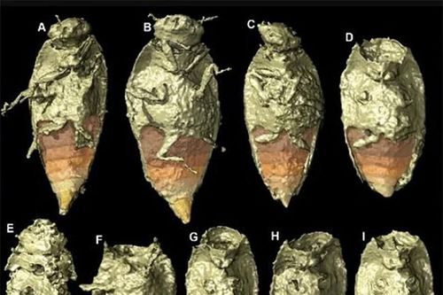 Giải mã phân hóa thạch, sướng rơn phát hiện 'báu vật' vô giá