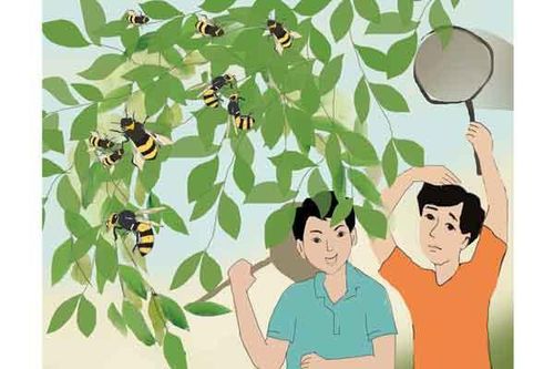 Nhớ mùa ong vò vẽ