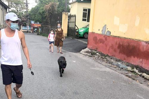 Tình trạng thả rông chó dữ trên địa bàn phường Gia Cẩm