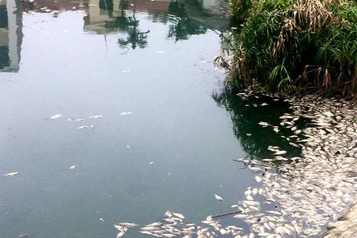 Xuất hiện tình trạng cá chết hàng loạt tại hồ Đồng Cận