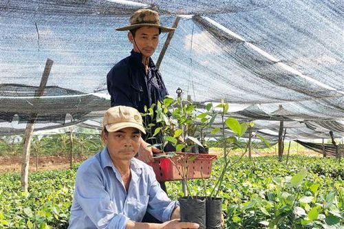 Cung ứng 20.000 bầu giống cho người trồng tiêu