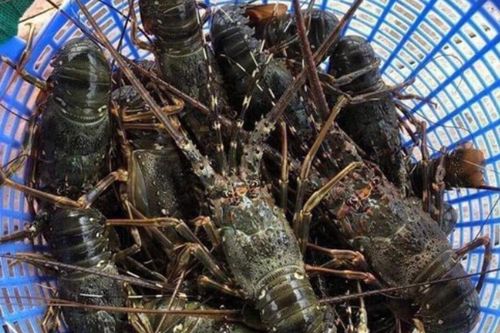 Tôm hùm giảm giá hơn 1 triệu đồng/kg vẫn khó bán