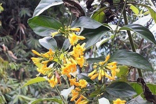 Can chồng đi uống rượu không được, vợ trẻ mang thai ăn lá ngón tự tử