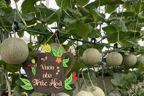 Mãn nhãn vườn dưa lưới xanh um, trĩu quả trên sân thượng ở Đà Nẵng