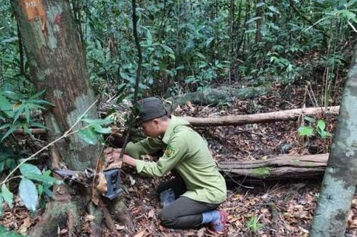 Kinh tế Kinh tế Bảo vệ rừng an toàn dịp lễ Quốc khánh