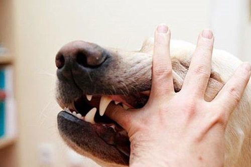 Nghệ An: Bé trai 2 tuổi bị chó tấn công khi sang hàng xóm chơi