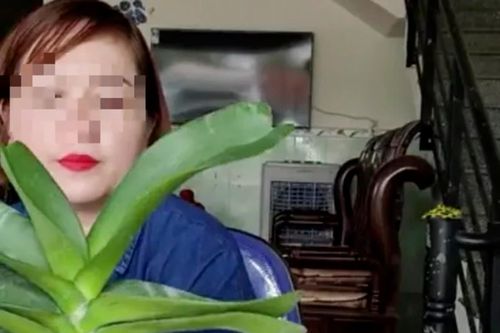 Một cá nhân ở Bình Định livestream mua, bán phong lan 26,5 tỷ đồng