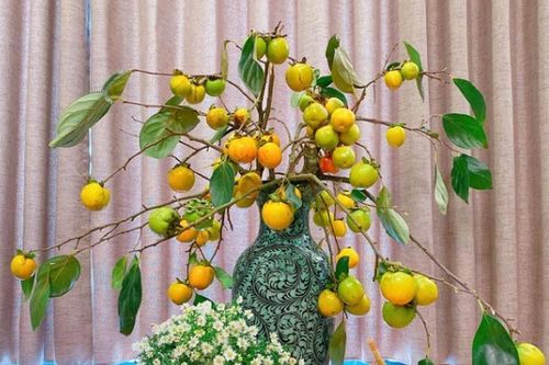 Người Hà Nội lùng mua cành hồng tươi trĩu quả về cắm chơi dịp Trung thu
