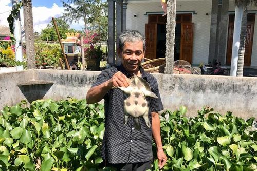 Nuôi loài ăn tạp và ít mắc bệnh, nông dân ở TT-Huế 'ngồi mát ăn bát vàng'