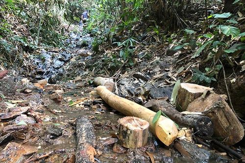 Ngăn chặn kịp thời việc khai thác rừng phòng hộ trái phép ở Yên Lương