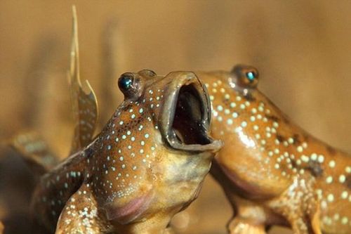 Độc lạ những loài 'thủy quái miền Tây', bán kiếm bộn tiền