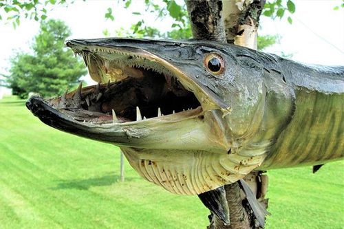Kinh hãi những loài 'thủy quái nước ngọt' tấn công người trong tích tắc