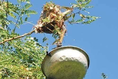 Canh chua lươn - Trứng kiến