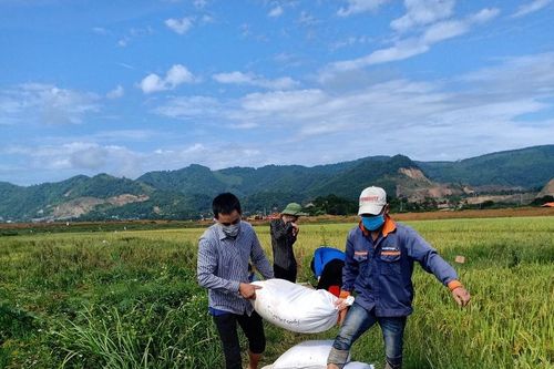 Huyện Thạch Thất huy động các lực lượng hỗ trợ người dân thu hoạch lúa Hè Thu 2021