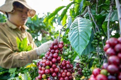 Lúa gạo, mía đường và cà phê gặp thách thức lớn