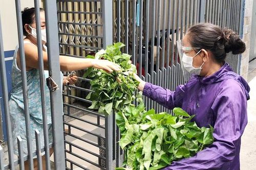 Những bó rau nghĩa tình