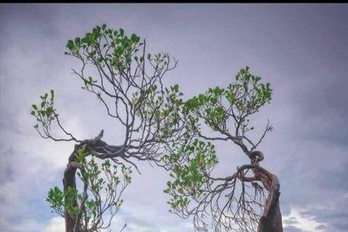 Loài 'cây nhảy múa' độc đáo trải dọc bãi biển đảo Sumba