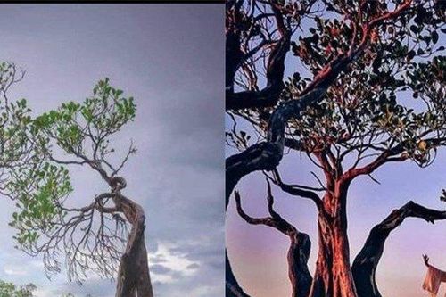 Những cái cây 'nhảy múa' độc đáo ở Indonesia