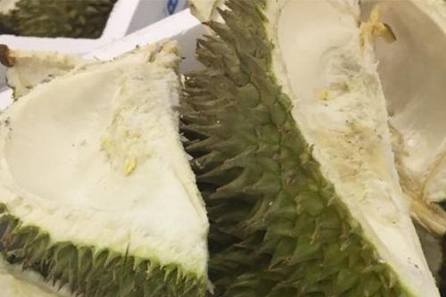 Tận dụng vỏ sầu riêng vứt đi làm thành băng y tế kháng khuẩn