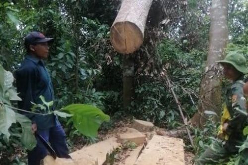 Kinh tế Kinh tế 12 gốc cây bị đốn hạ trái phép trong khu vực rừng phòng hộ A Lưới