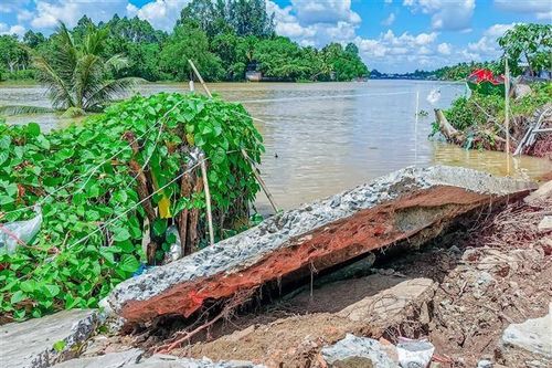 Cần Thơ: Sét đánh làm một người tử vong khi đang thu hoạch mận