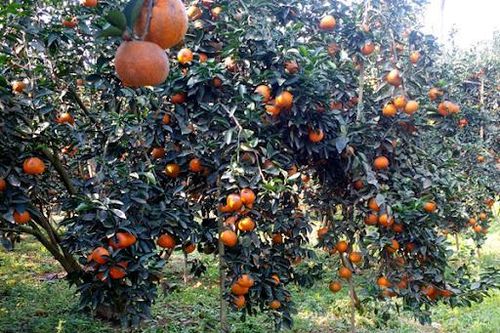 Hà Giang đẩy mạnh quảng bá, giới thiệu sản phẩm cam trên nền tảng số