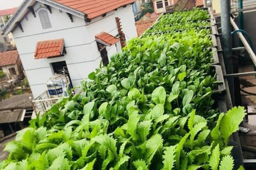 Người phụ nữ chi chưa đến 4 triệu để làm vườn ở tầng thượng