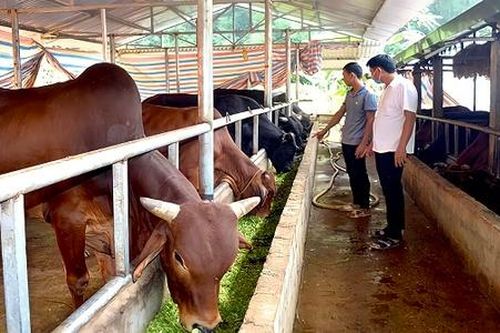 Ngã rẽ bất ngờ của chàng trai cơ điện về thành lập HTX chăn nuôi gia súc