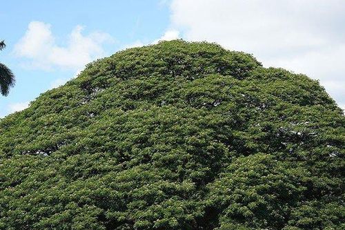 Cây khổng lồ trăm tuổi 'hái ra tiền' ở Hawaii