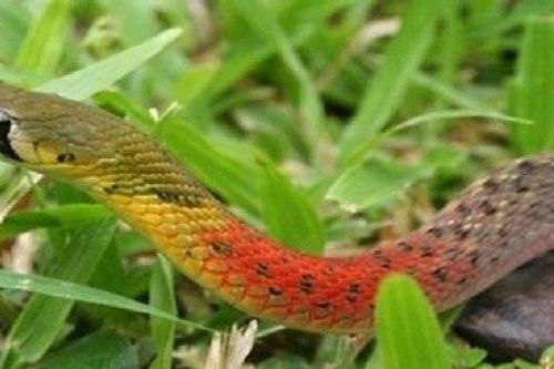 Ngồi chơi cùng rắn học trò bé 3 tuổi bị cắn tử vong