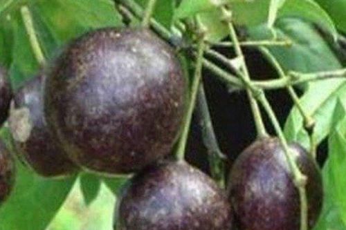 Cần làm gì khi trẻ bị ngộ độc do ăn quả hồng châu?