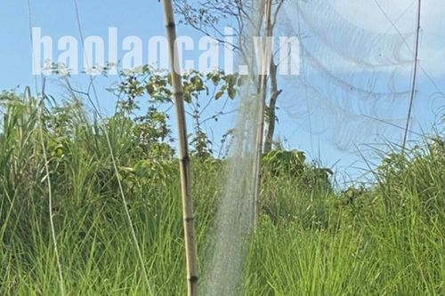Thu giữ 1.320 mét vuông lưới bẫy chim
