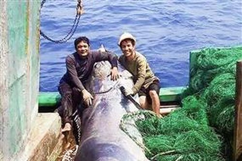 Những ánh sao trên biển. Bài 3: Điểm tựa nơi đầu sóng