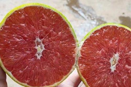 Loại cam ruột đỏ khác thường mới xuất hiện ở Việt Nam