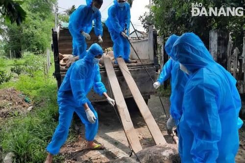 Sớm khống chế, dập tắt dịch tả heo châu Phi trên địa bàn huyện Hòa Vang